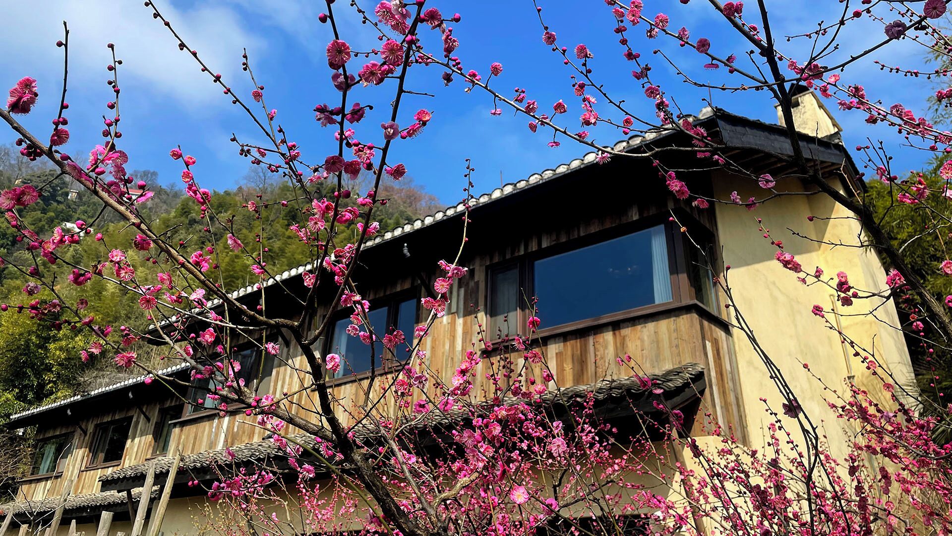 A traditional wooden building with multiple windows and a sloped roof, surrounded by blooming pink trees.