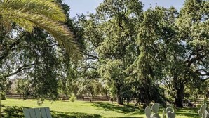 Un espace patio aménagé avec une chaise en bois, un banc en tronc d’arbre et un jardin de cactus.