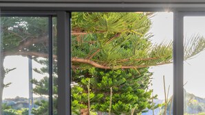 A view through a window with a metal railing, a tree, and a parked car outside. - Relaxing three bedroom Beach House on the coast. Close to cafes and golf course. (Secret Harbour)