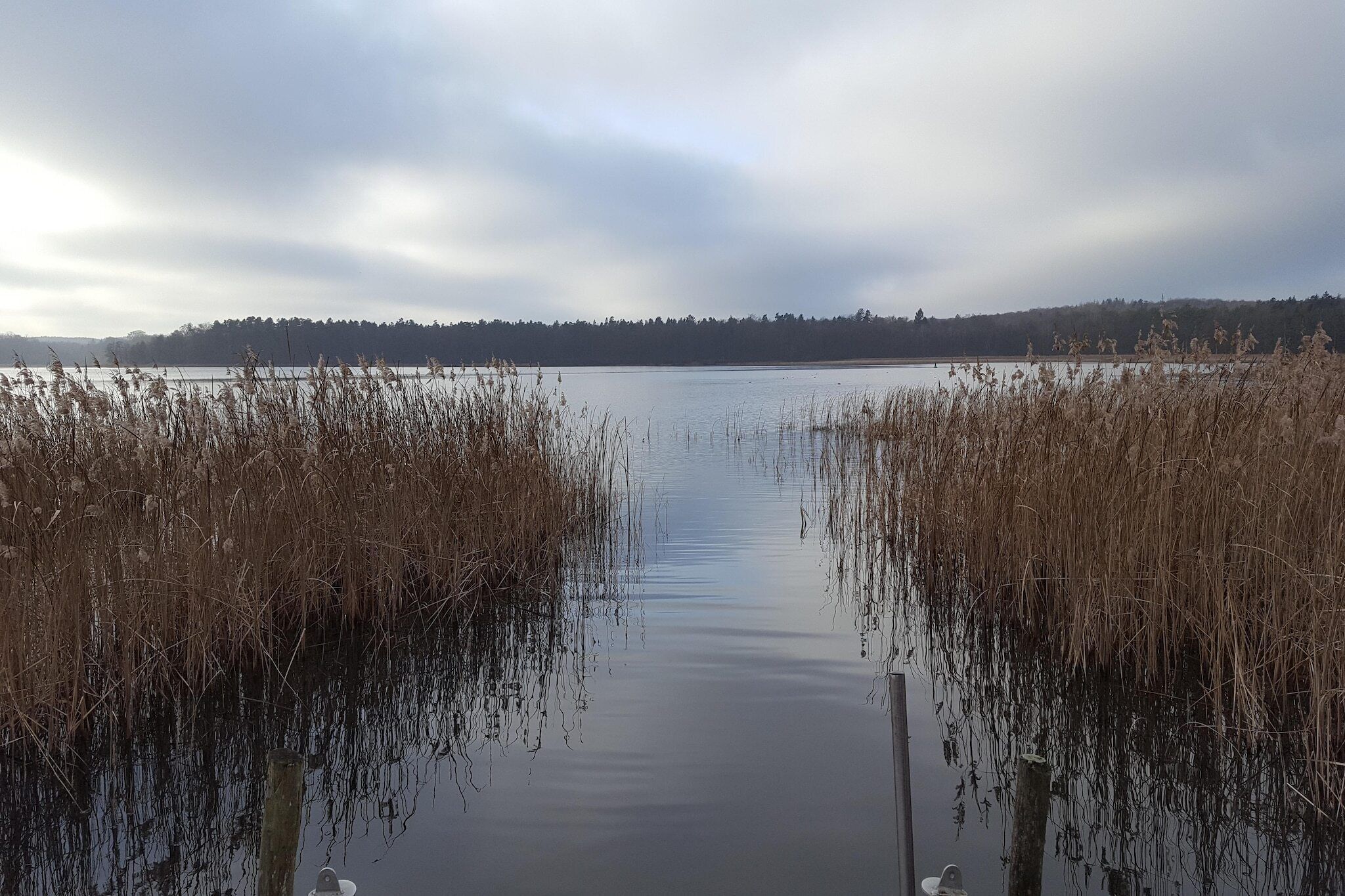 A calm lake with reeds in the foreground and a forested hill in the background.