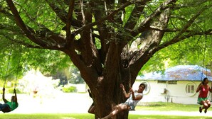 A tree with swings hanging from its branches.