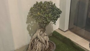 A potted tree with exposed roots in a corner of a room. - Premium 14th-Floor Studio with Balcony & Stunning City Views (Noida)