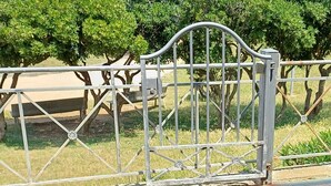 A metal gate with a decorative top, a paved walkway, and a row of green bushes in the background. - Lo scoglietto apartment 20 mt from the sea (Rosignano Solvay)