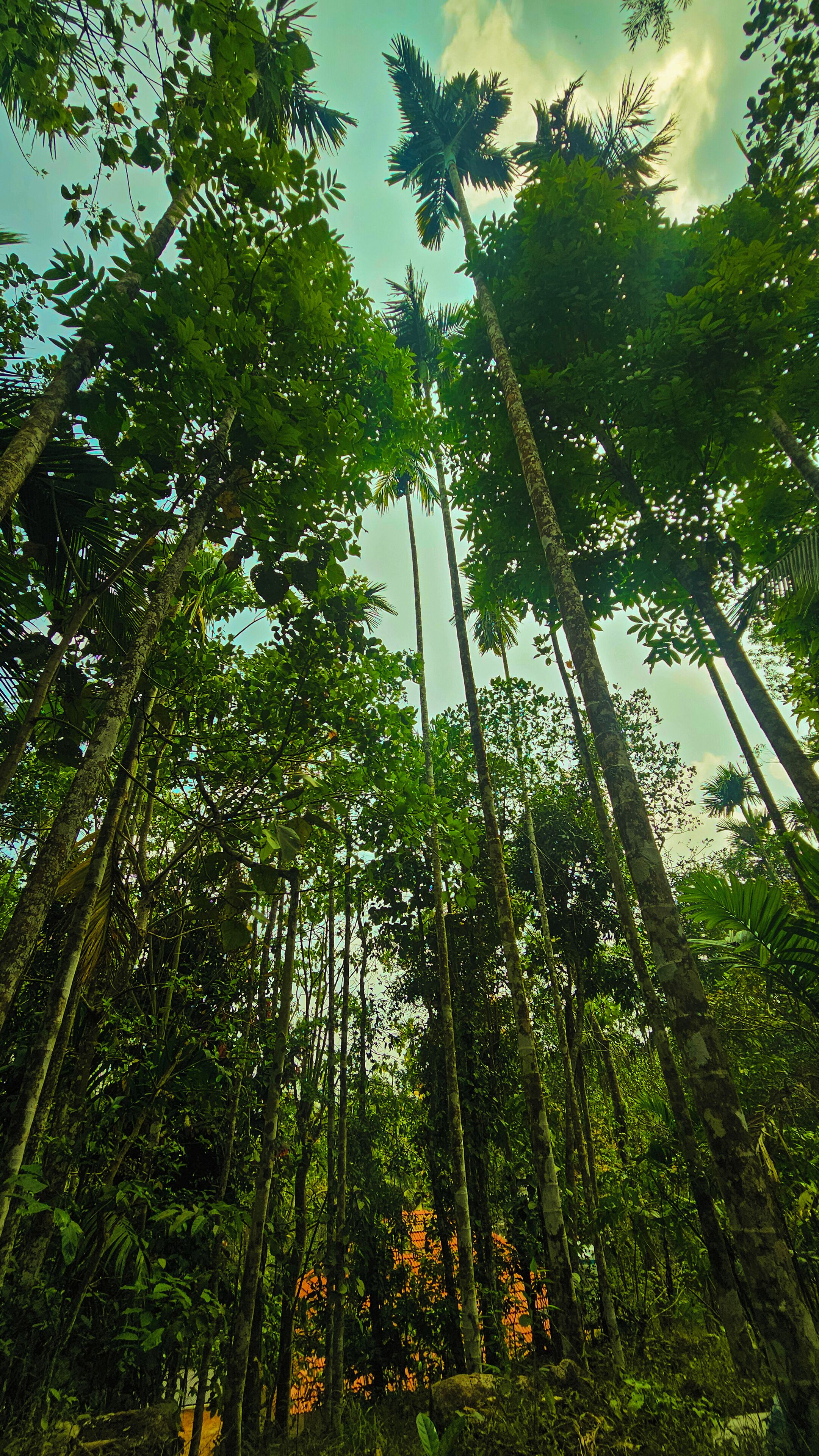 A dense forest with tall trees and a clear sky.