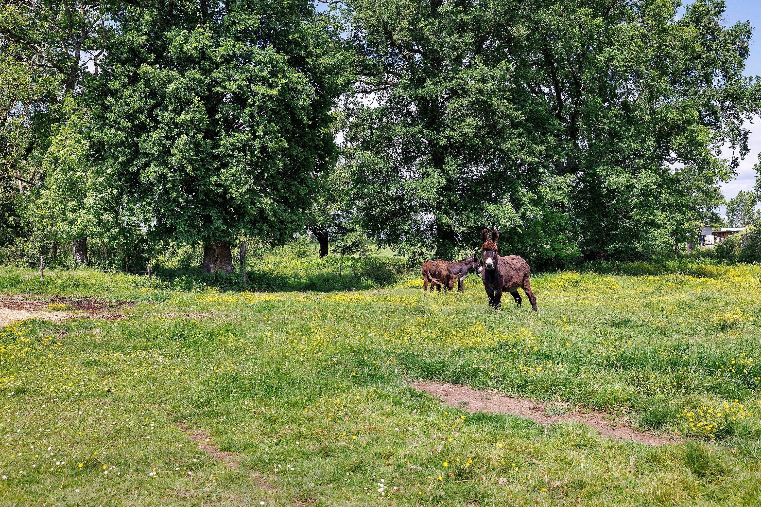 A grassy field with trees and a dirt path.