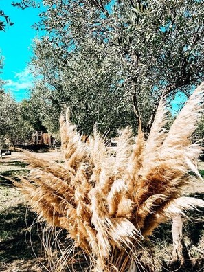 A field of tall, golden grass with a tree in the background. - Finca Lessya Estate, Cocon du Patio Lodge (Mauguio)