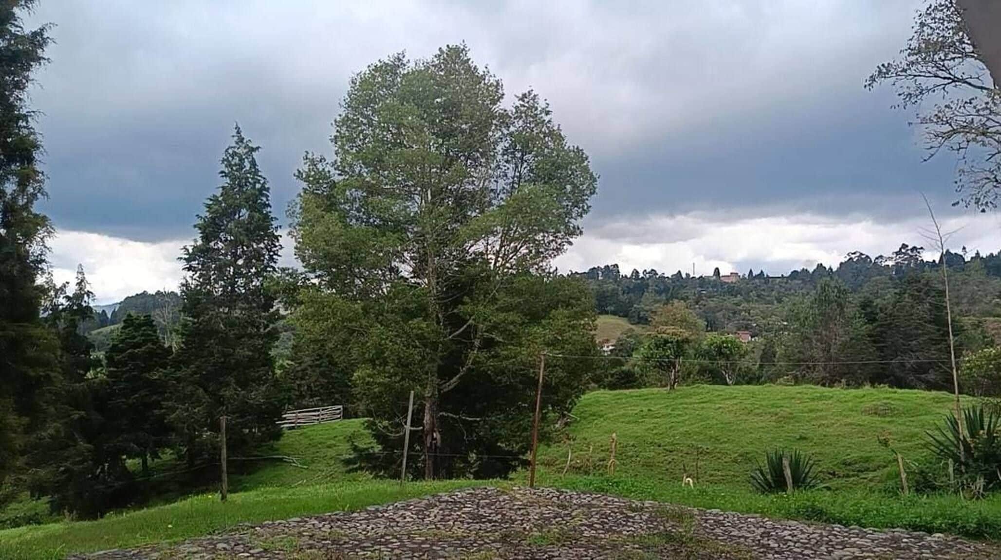 Un paisaje rural con un árbol destacado, un muro de piedra y un campo cubierto de hierba.