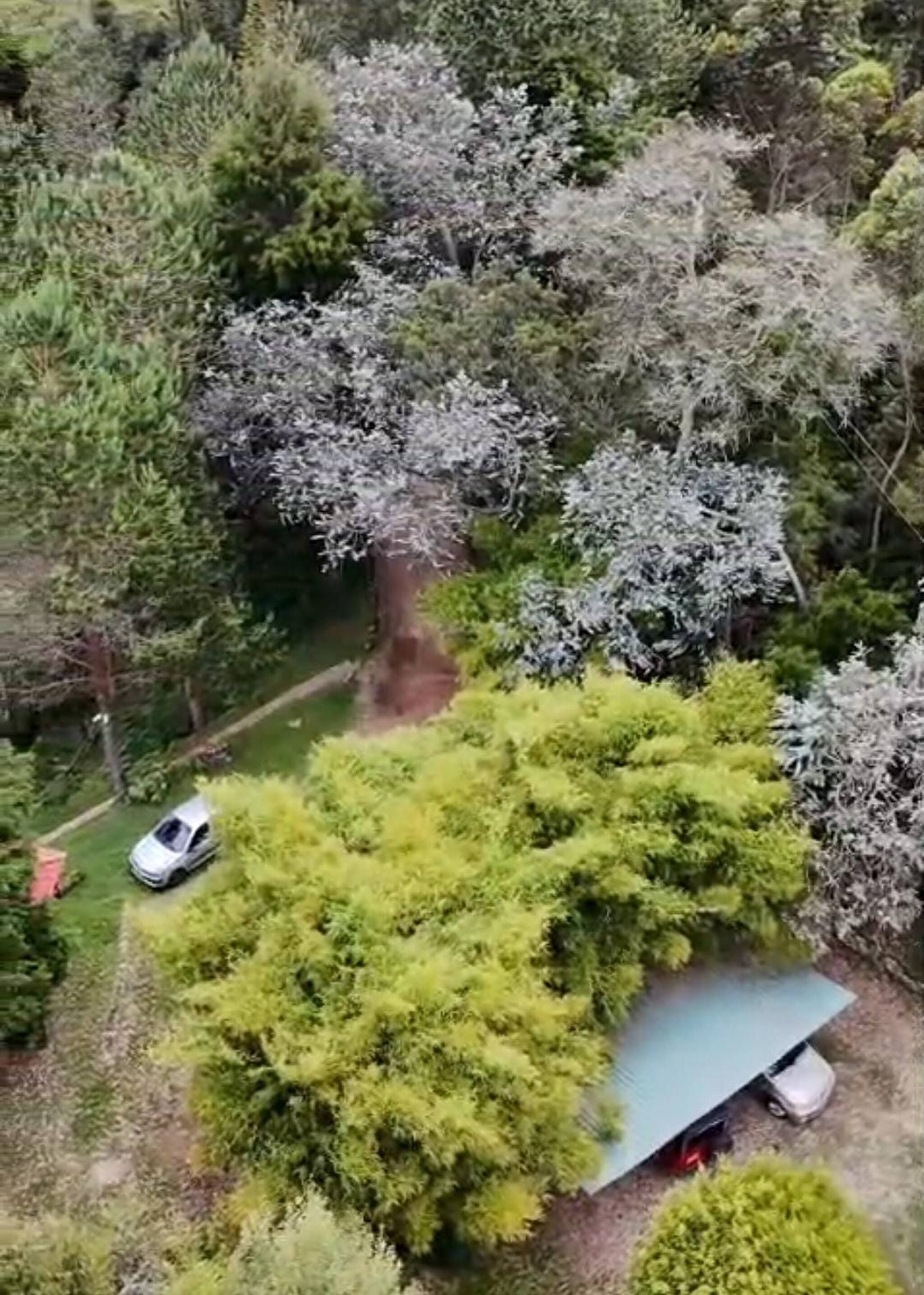 An aerial view of a forested area with a white car parked near a green bush.