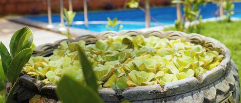 Una piscina con un borde decorativo, rodeada de césped y plantas.