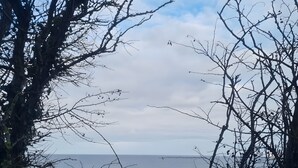 A view of a beach with bare trees in the foreground and a calm sea in the background.