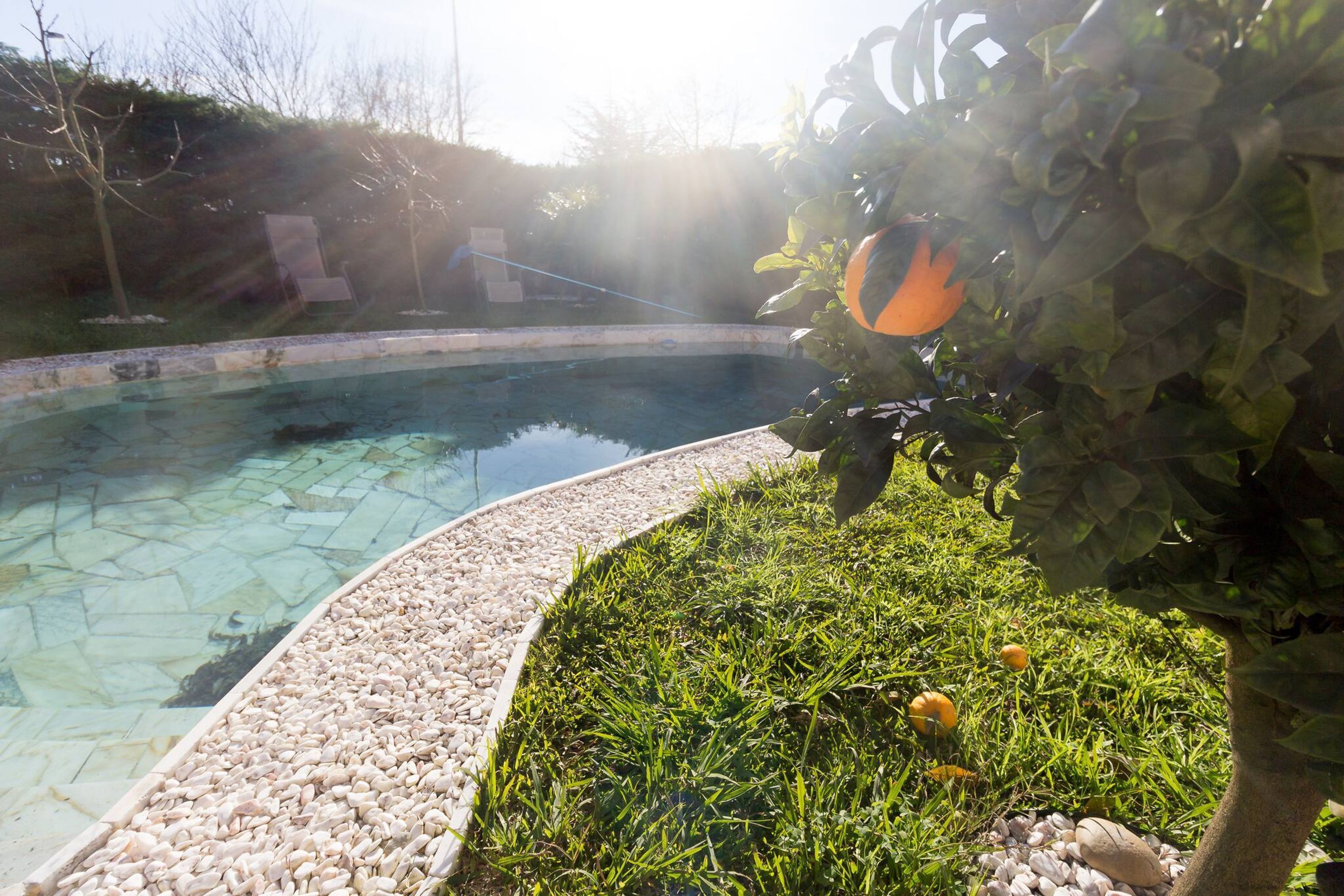 Ein Schwimmbecken mit einem Kiesstreifen, umgeben von Gras und einem Baum mit orangefarbenen Früchten.