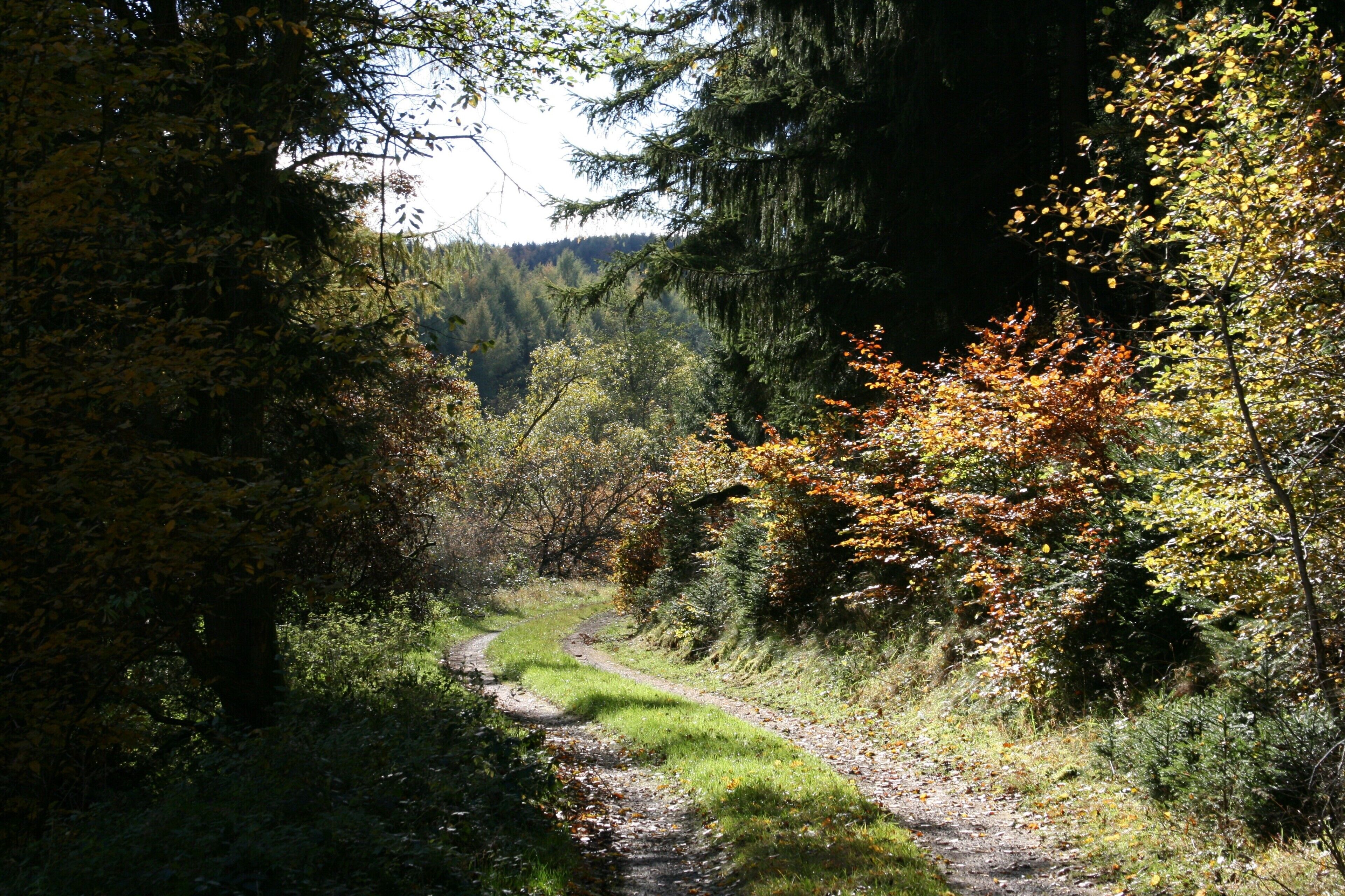 A forested path with trees and a clear sky.