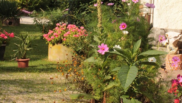 Un jardín con diversas plantas y flores frente a un edificio.