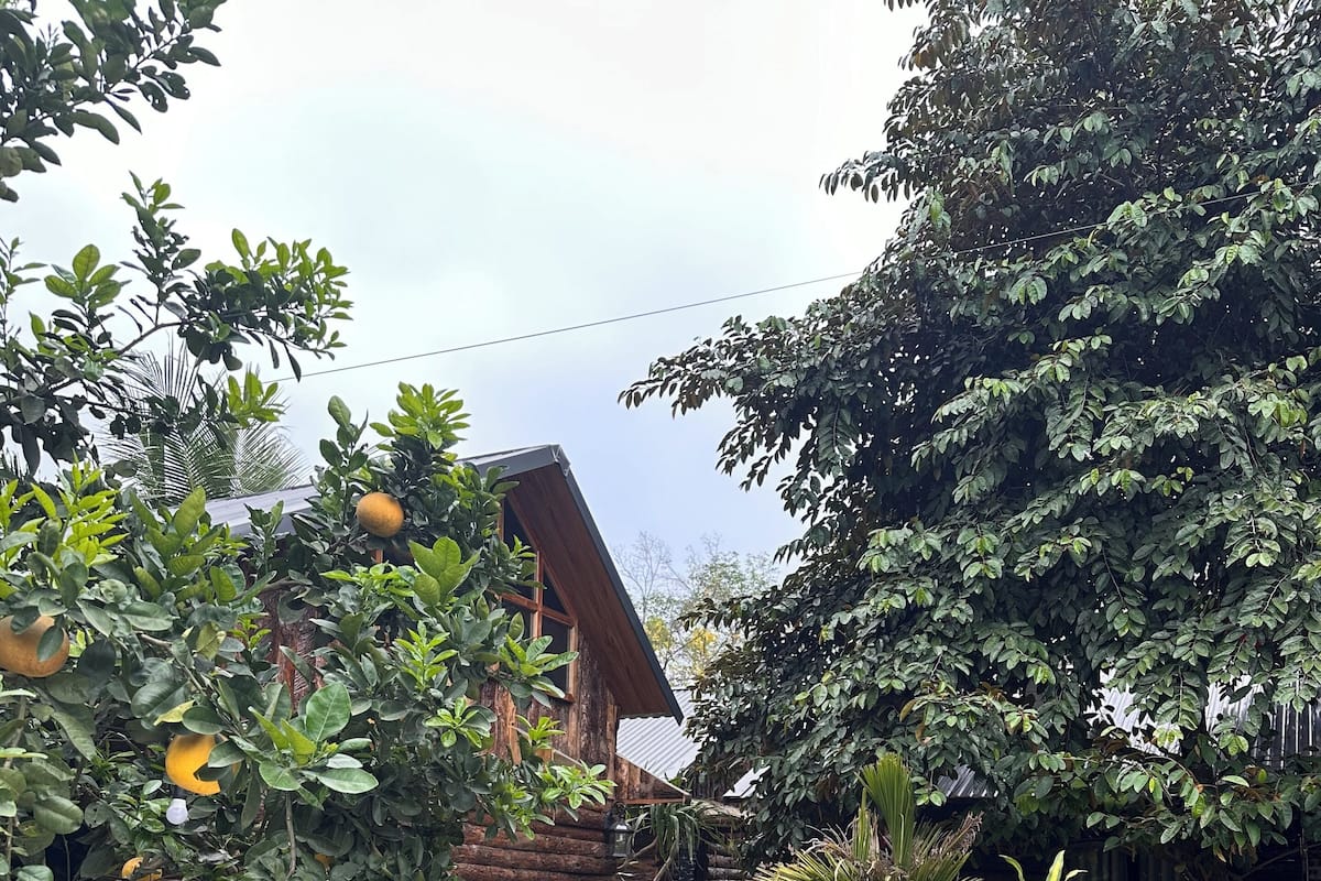 Une maison en bois au style rustique, entourée d’une végétation luxuriante, avec un chemin de pierres menant à l’entrée.