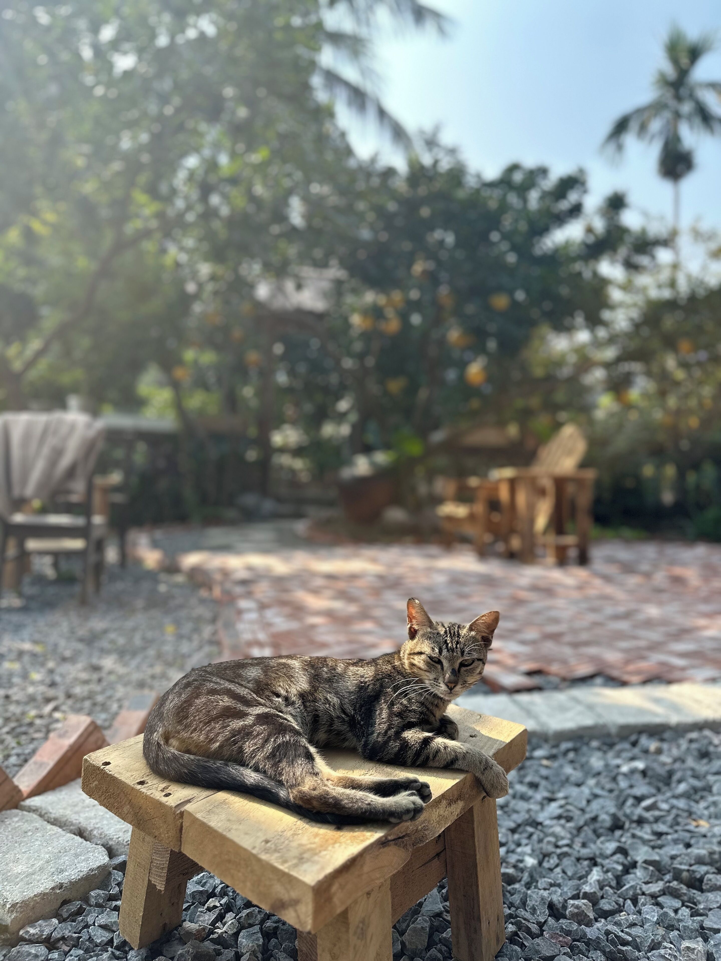 A cat lying on a wooden bench in a garden with trees and a stone pathway.