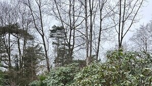 A narrow concrete pathway flanked by dense foliage and trees. - Spacious Ground-floor Apartment in Lochem (Lochem)
