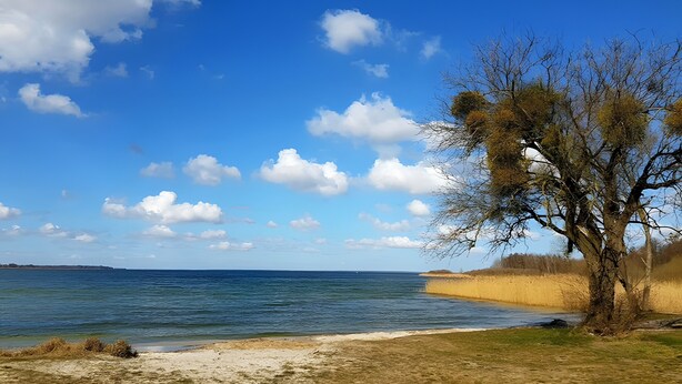 Ein Strand mit blauem Himmel, ruhigem Wasser und einem Baum.