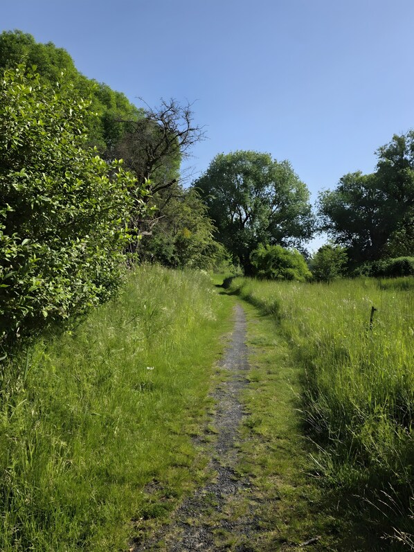 Un sentier étroit et non pavé traverse une zone herbeuse, bordée de chaque côté d’une végétation dense.