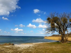 Une plage avec un ciel dégagé, une eau calme et un arbre.