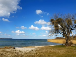 Une plage avec un ciel dégagé, une eau calme et un arbre.