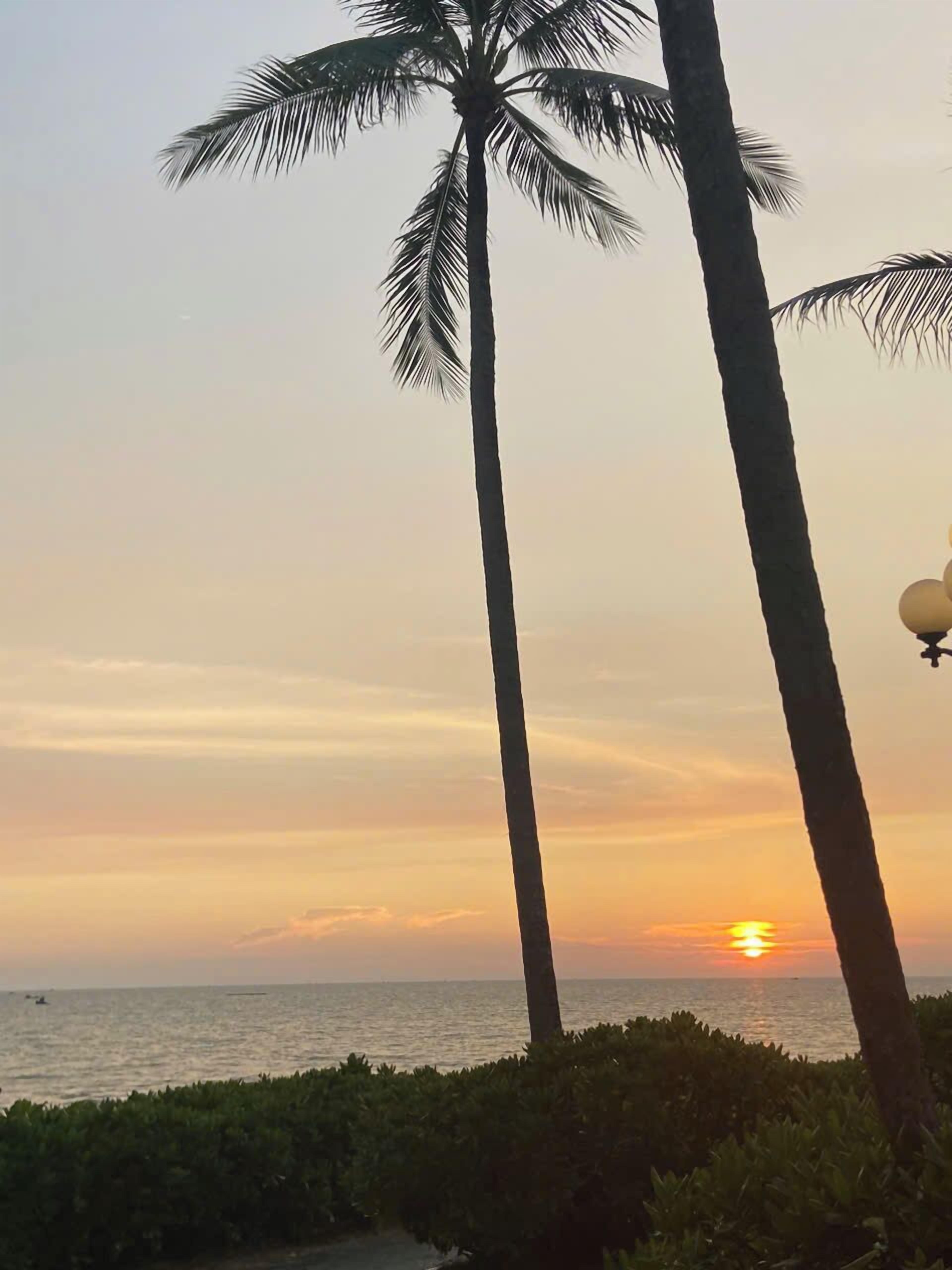 A sunset view with palm trees and a body of water.