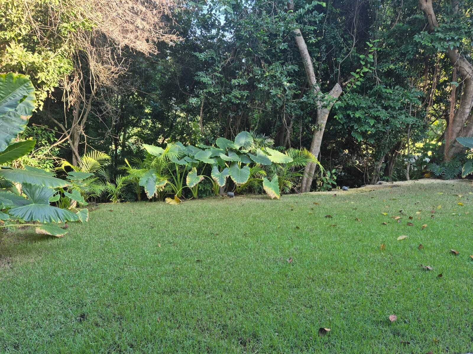 Un espacio cubierto de césped con grandes plantas y árboles tropicales al fondo.