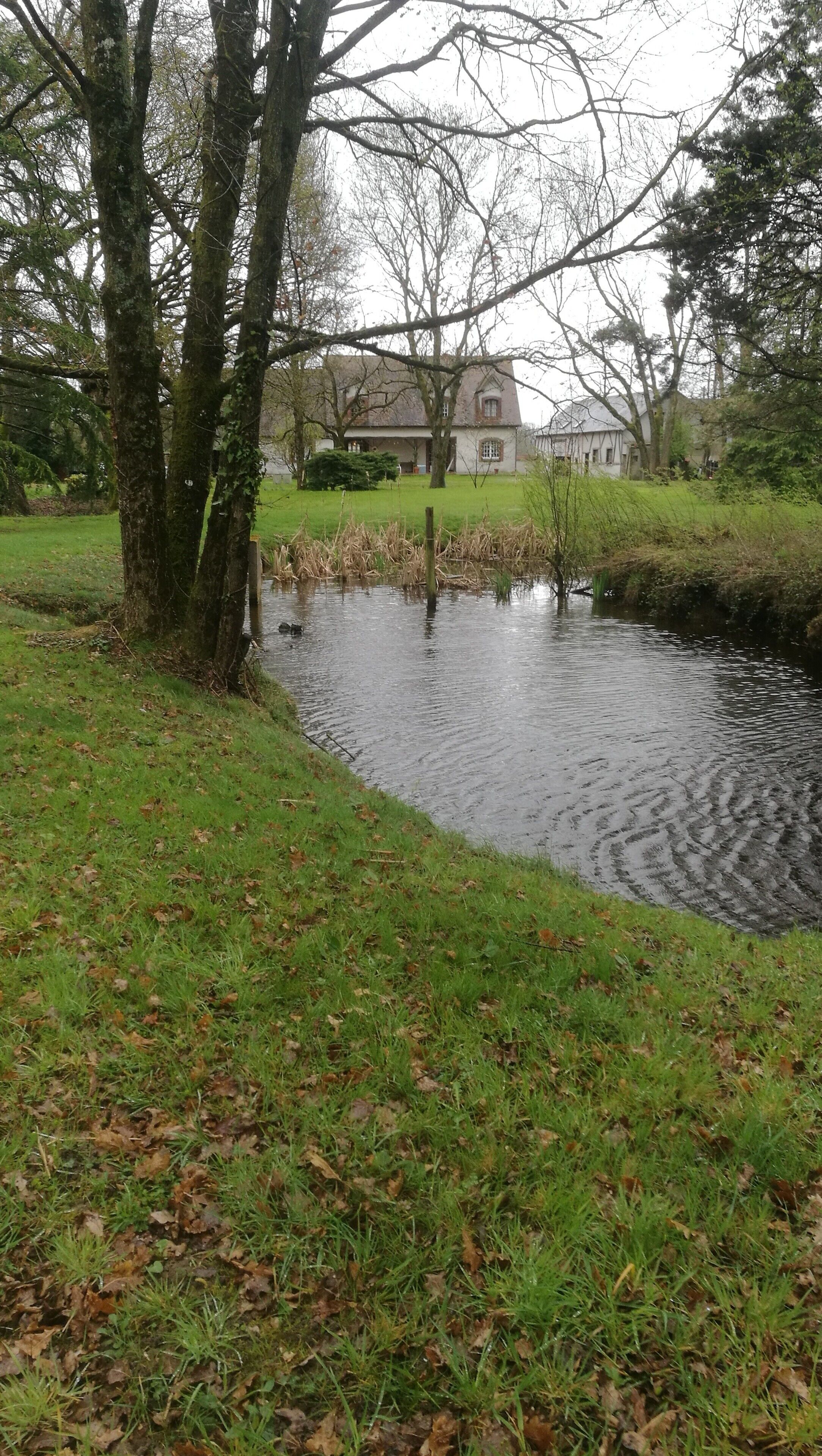 Une zone inondée, avec des arbres et une maison en arrière-plan.