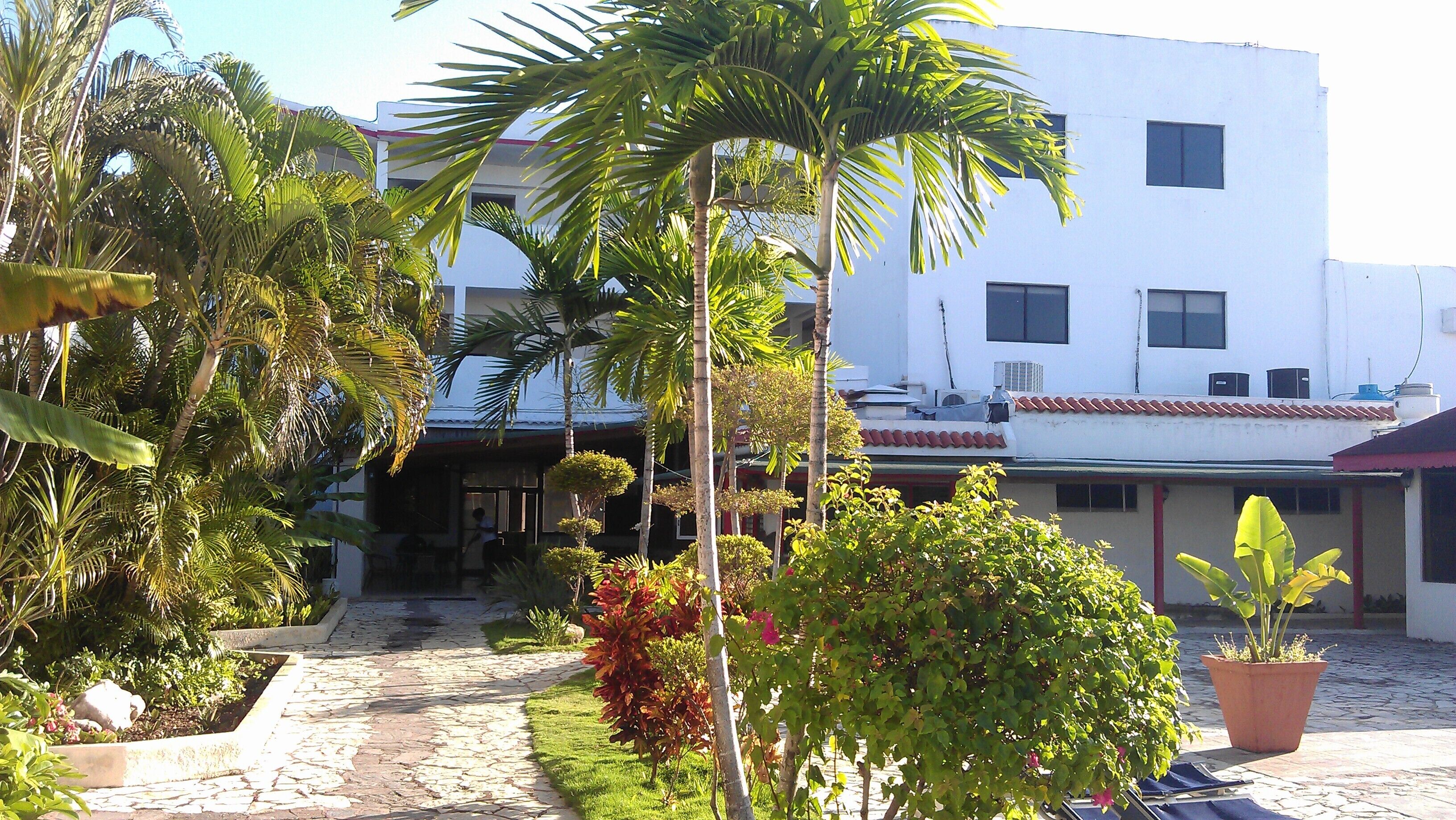 A courtyard with a stone pathway, palm trees, and potted plants.