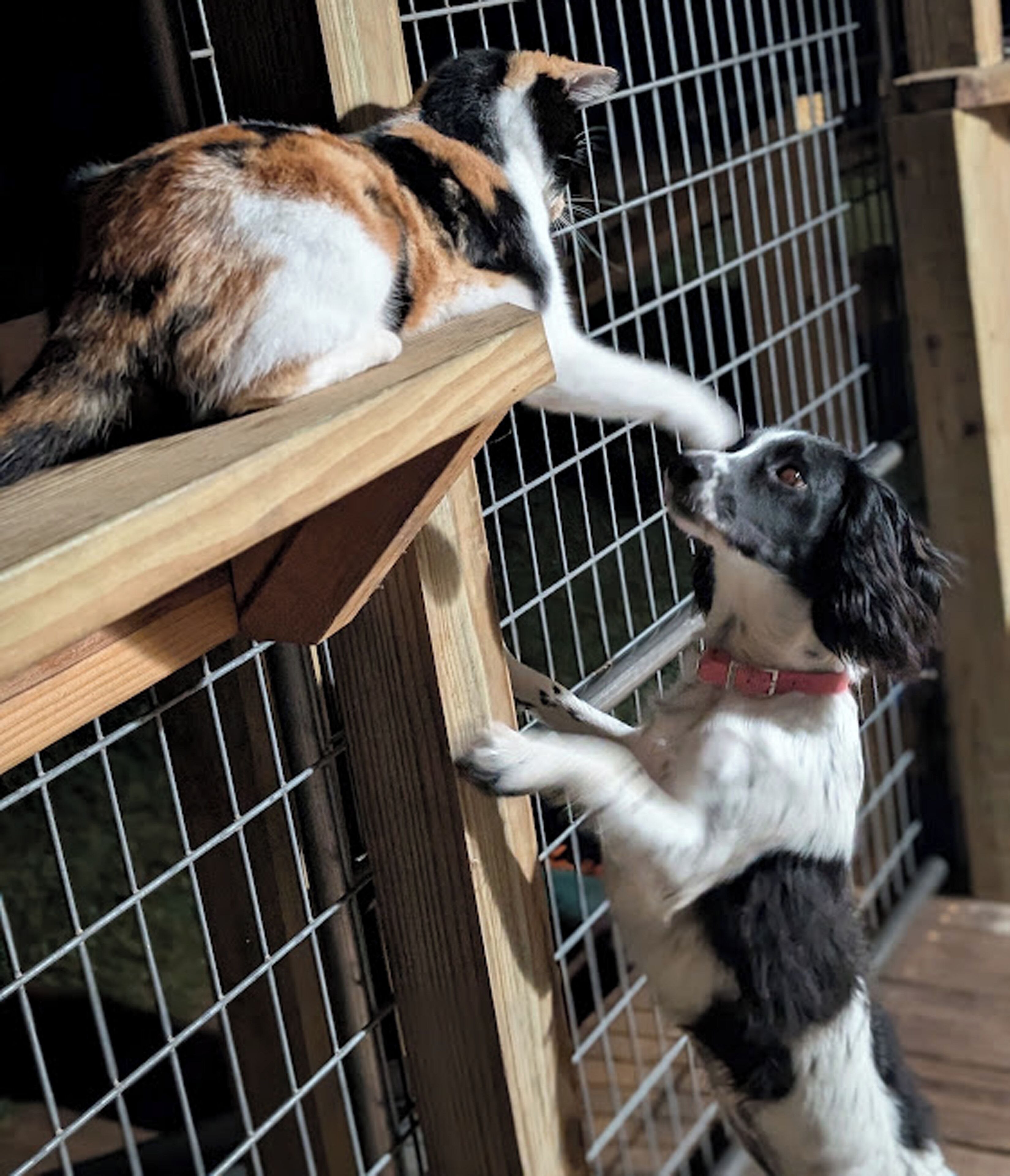 A dog and a cat on a wooden ledge, with a metal fence in the background.