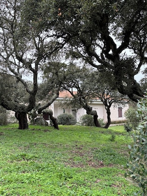 Un jardí amb arbres madurs i un edifici al fons.