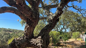 Un grande albero con un tronco robusto e rami che si estendono.