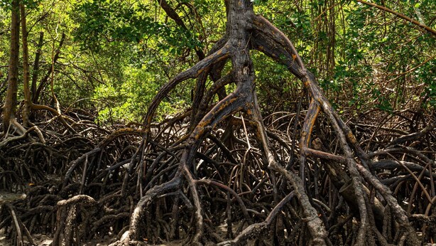 A mangrove forest with complex root systems. - Pousada Recanto Sol Nascente (Rio Formoso)