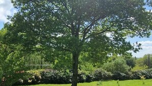 A large tree in a grassy area with a clear sky. - "En Chemin" (LE FAOUET)
