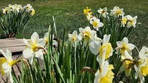 Un área cubierta de césped con narcisos al frente y un lago al fondo.