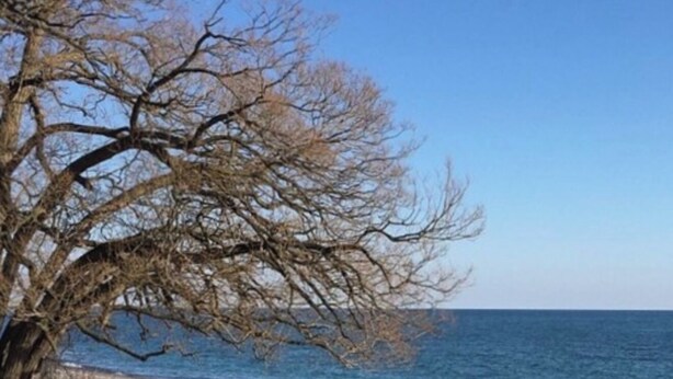 A wooden boardwalk leading to a beach with a leafless tree and calm sea. - Serene Lake Ontario Retreat • Entire Home Near Trails & Beach. (Ajax)