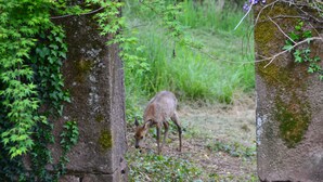 A deer in a natural setting with stone structures and greenery. - Guest House Manoir de Salleviale Conques en Rouergue Aveyron (Conques-en-Rouergue)
