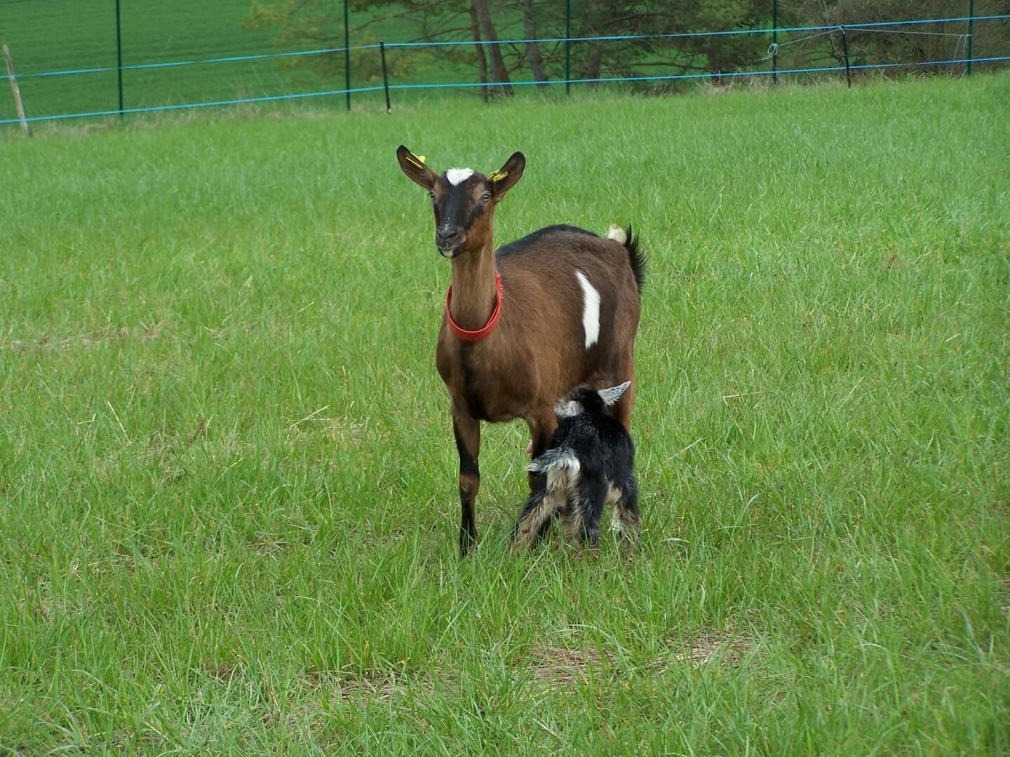 Une chèvre portant un collier rouge, debout dans un champ d’herbe.