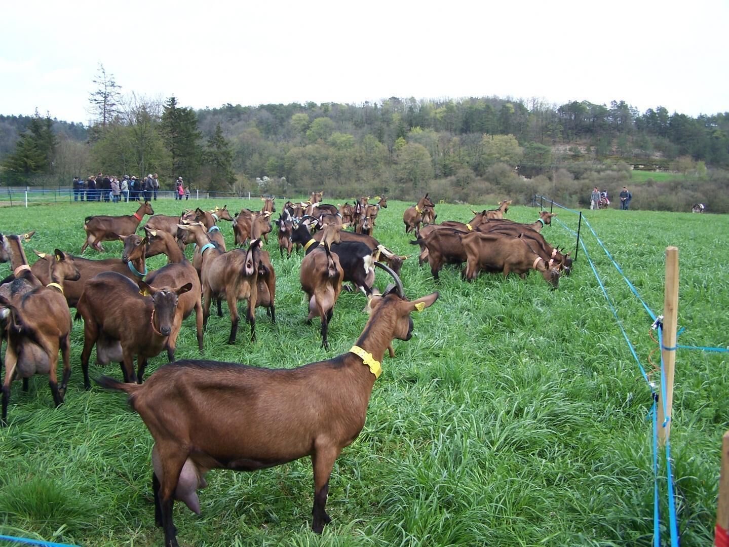 A herd of cattle in a grassy field with a fence and people in the background.