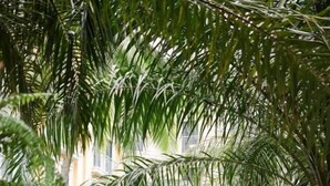 Um gazebo branco com teto em cúpula, rodeado por vegetação exuberante.