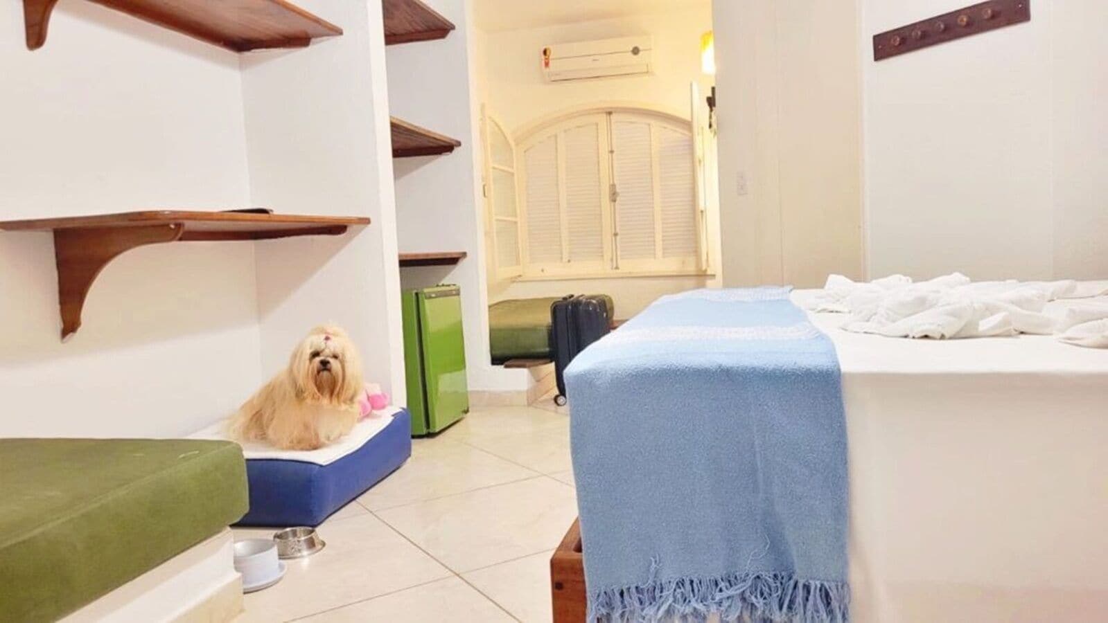 A hotel room with a bed, a green sofa, a small dog, a green refrigerator, and a window with shutters.