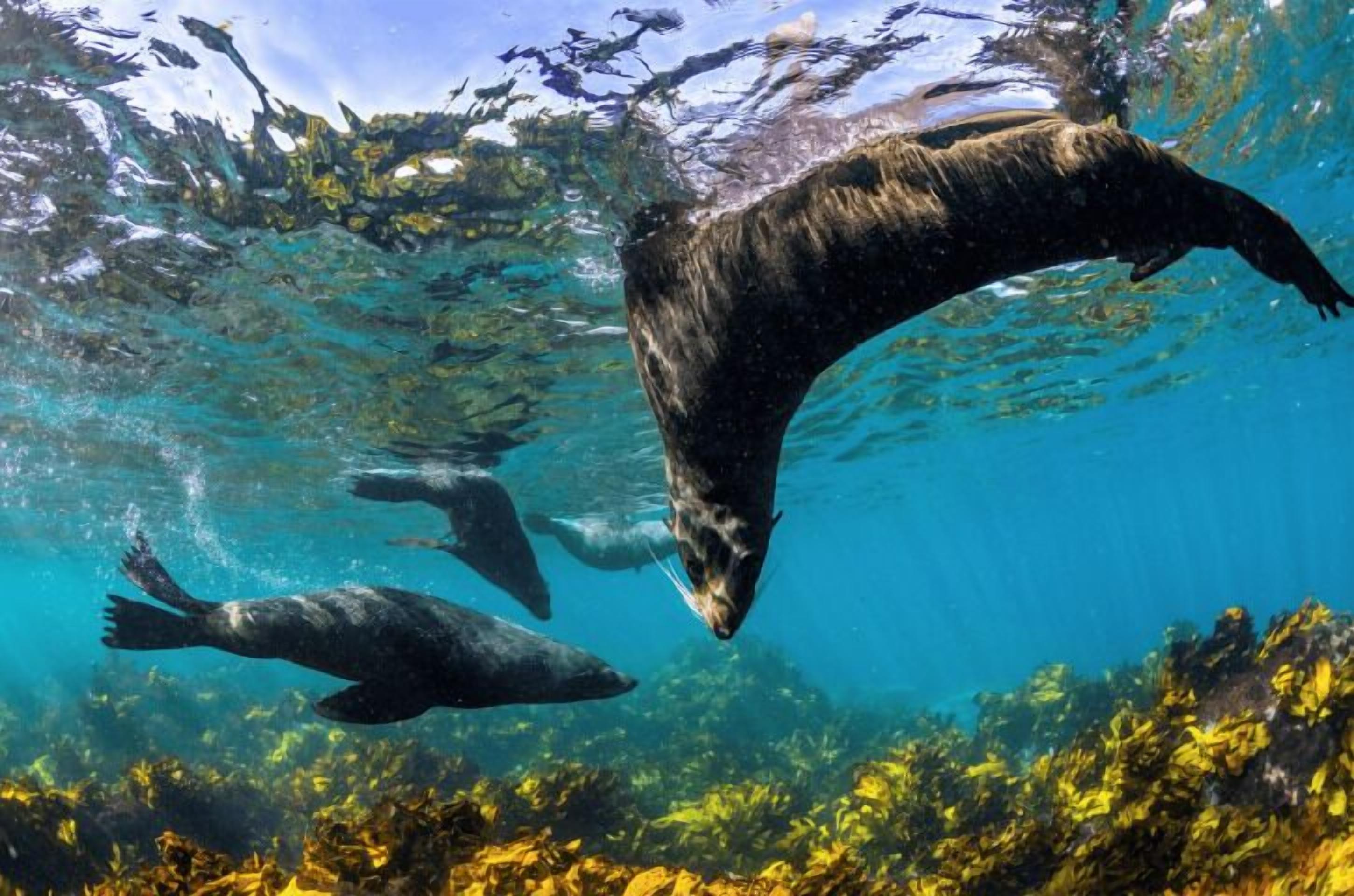A large bear swimming underwater.