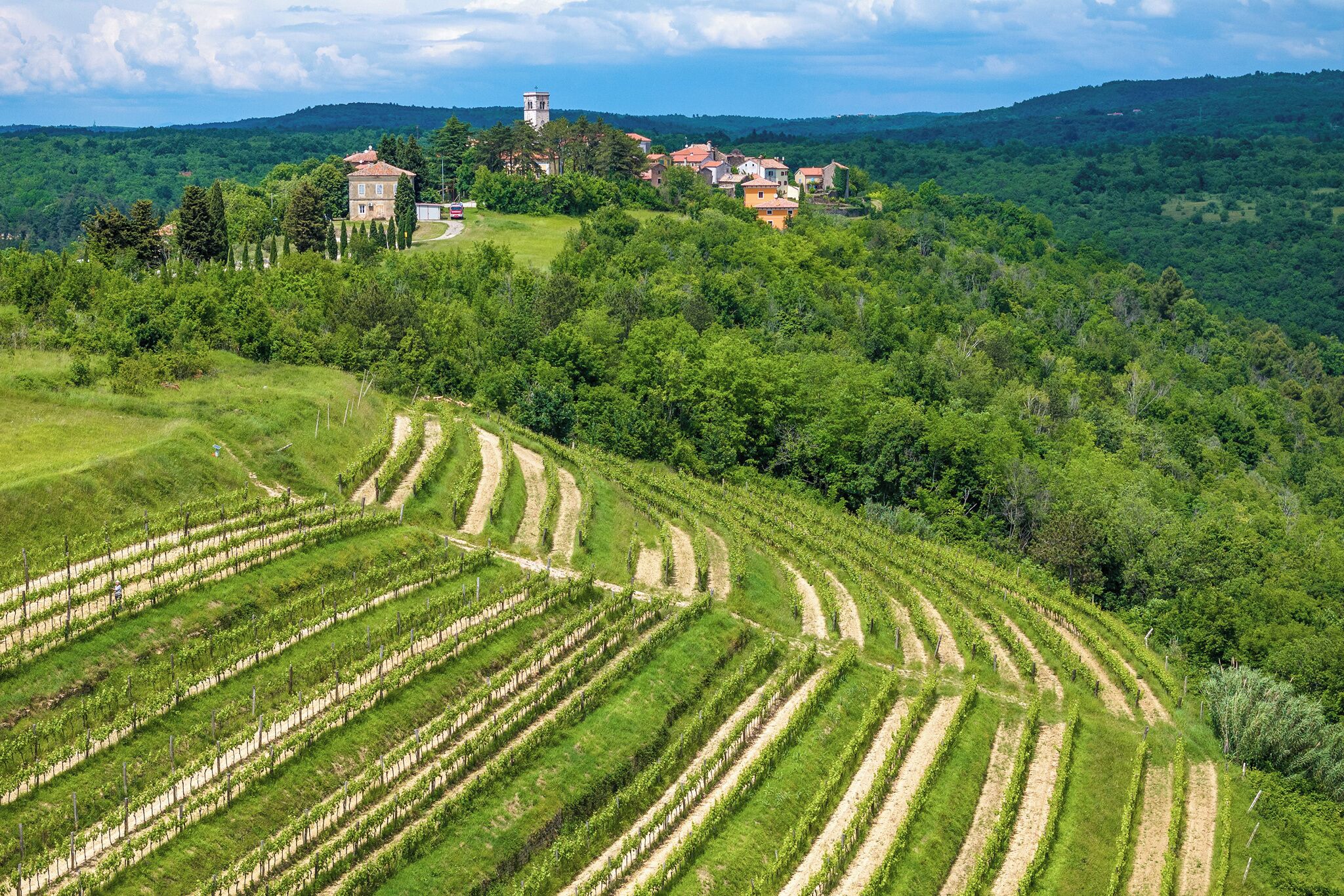 Un vigneto con filari a terrazza, una torre e un gruppo di case su una collina.