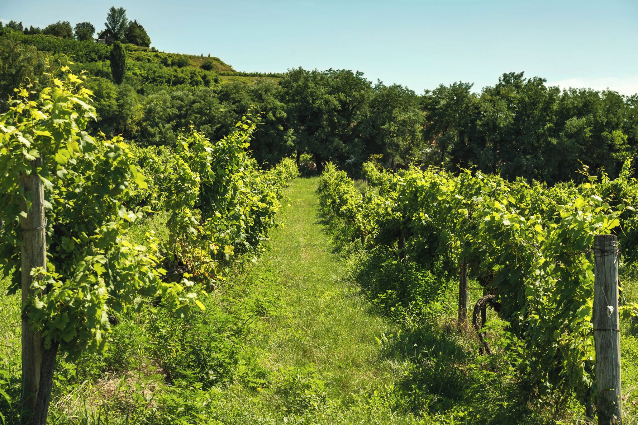 A vineyard with rows of grapevines on a hillside.