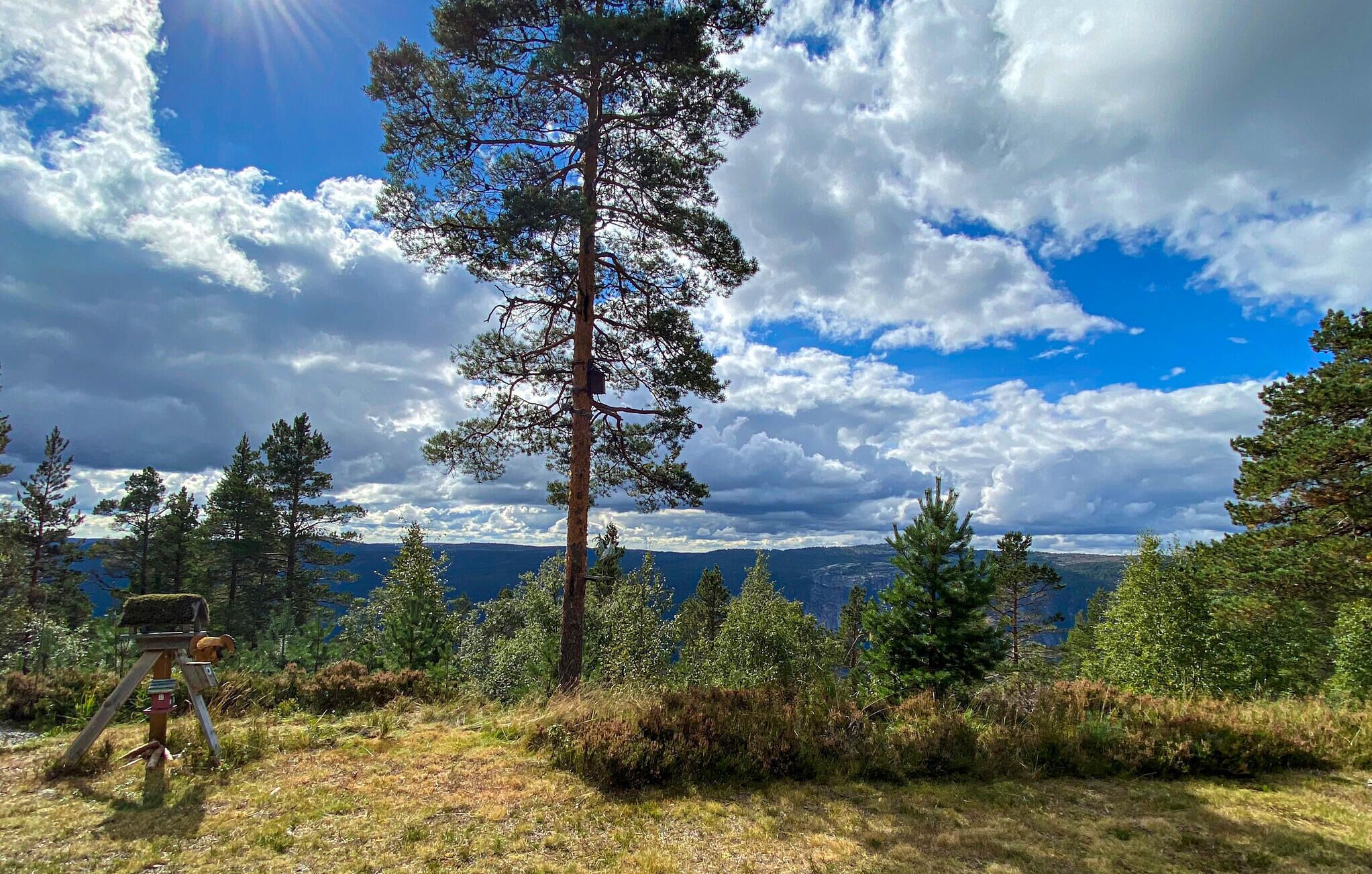 Metsäinen maisema, jossa näkyvästi kohoaa suuri mänty ja jalustalla on linnunpönttö.