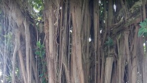 Un árbol grande con raíces extensas y un banco al frente.