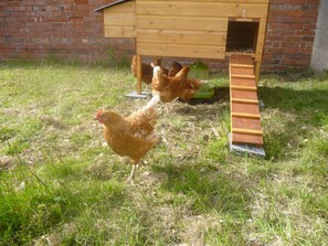 Property grounds - Milecastle, Irthington , ideal for couples or families exploring Hadrians Wall (Irthington)