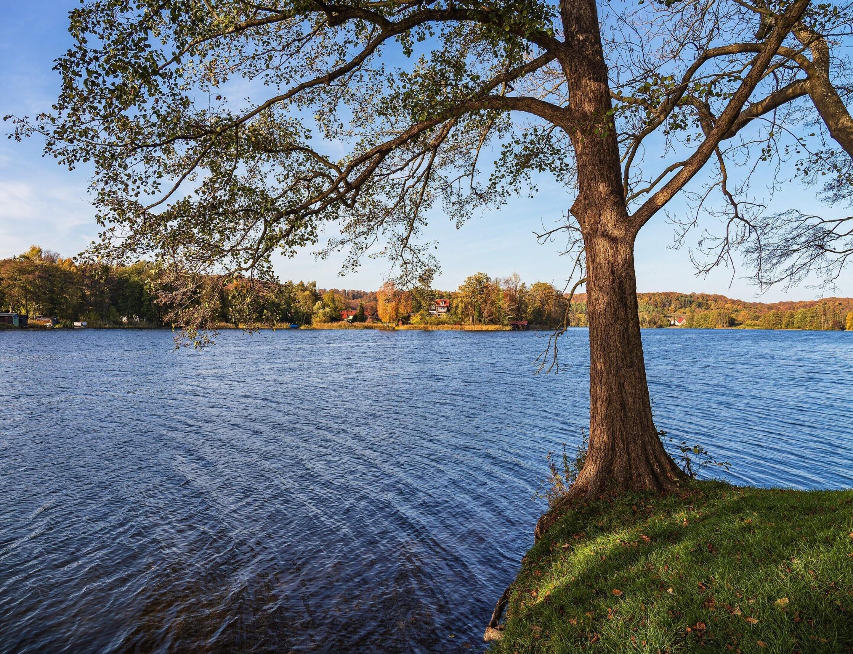 Un gran árbol junto a un lago tranquilo, con vistas despejadas del paisaje circundante.