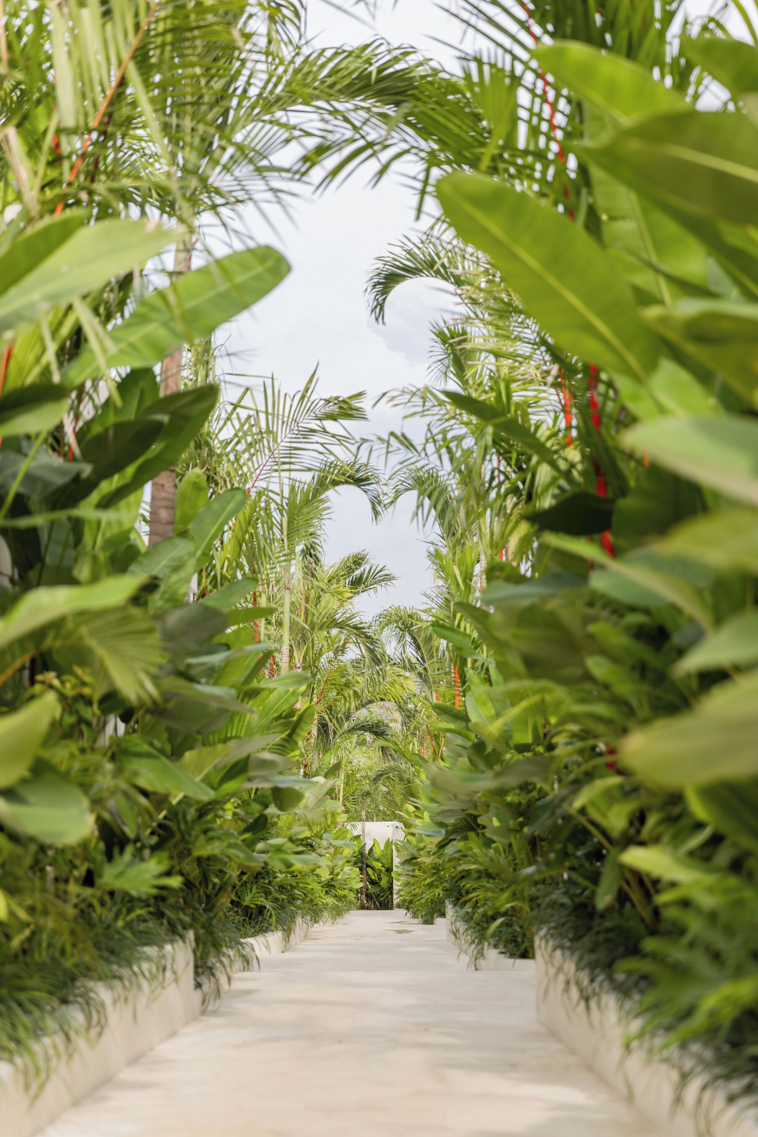 Un sentier bordé d’une végétation luxuriante, qui mène à un bâtiment.
