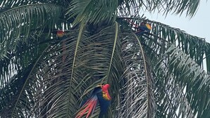 A bird perched on a palm tree. - Charming 3-bedroom House Rental in Paquera, Costa Rica (Paquera)