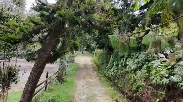 A narrow dirt path flanked by dense greenery and trees. - Tranquil Holiday Park Retreat in Guarne, Antioquia (Antioquia)